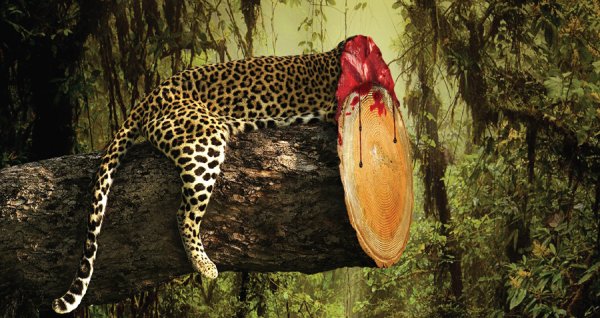 Дикие животные тропических лесов