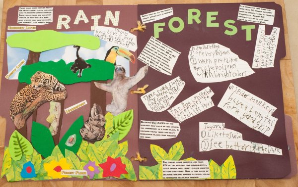 Рисунки тропических лесов