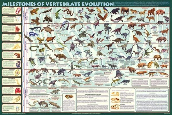 Плакат Эволюция животного мира