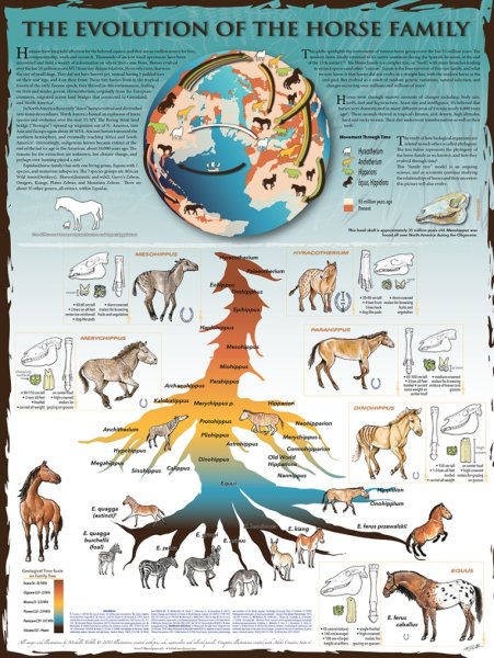 Плакат Эволюция динозаврами