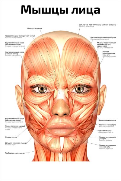 Levator Labii superioris