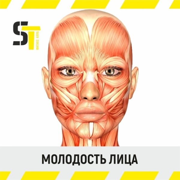 Строение мышц лица человека анатомия
