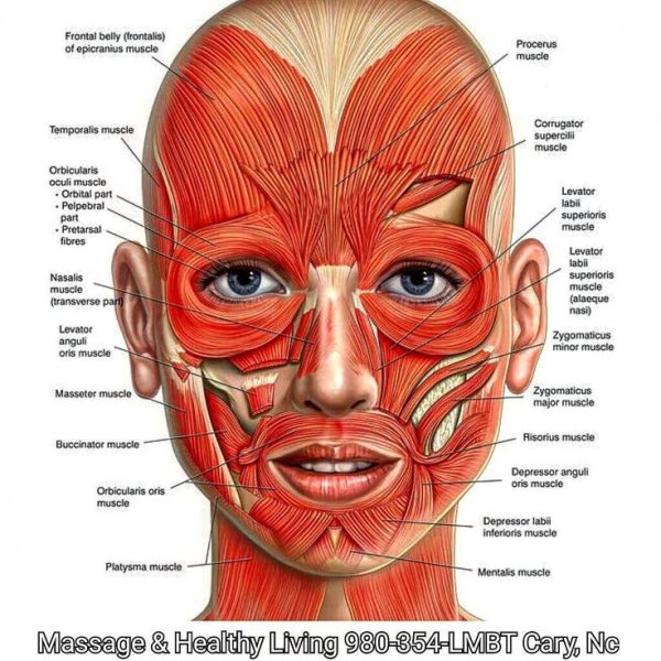 Мышцы лица