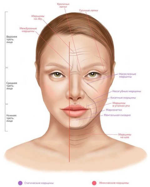 Мышцы лица и шеи анатомия для косметологов