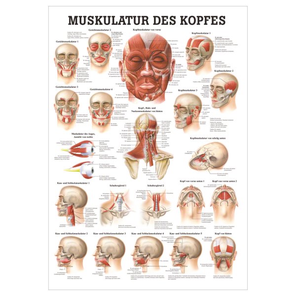 Сухожильный апоневроз черепа