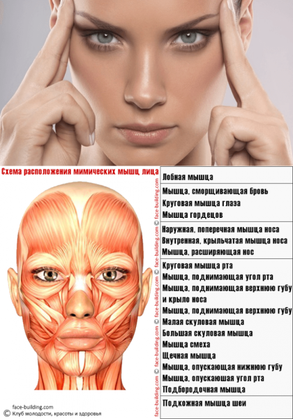 Мышцы лица