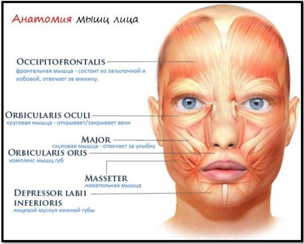 Мимические мышцы лица анатомия функции