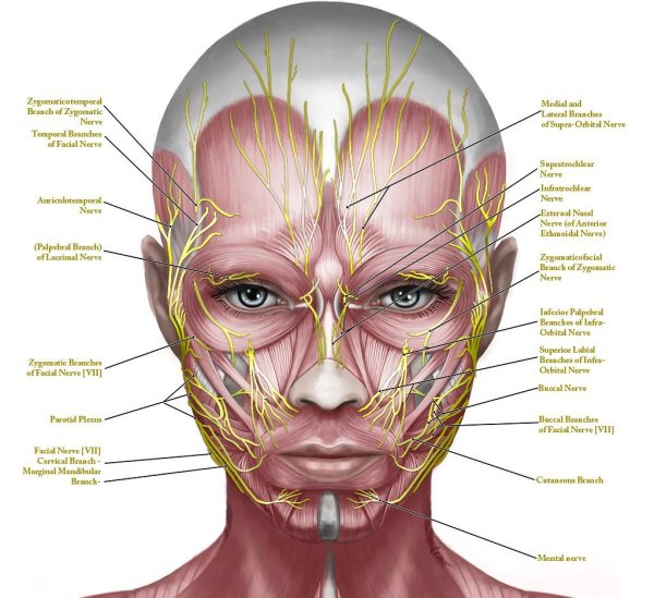 Мышцы лица и шеи анатомия атлас с пояснениями