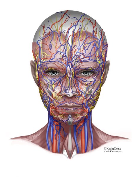 Мышцы шеи сзади анатомия затылок