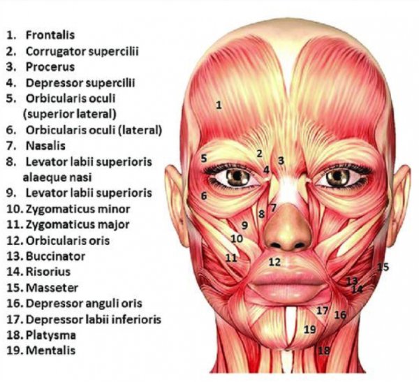 Мышцы лица анатомия для косметологов для массажа
