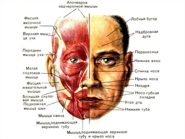 Анатомия лица сосуды и нервы для косметологов