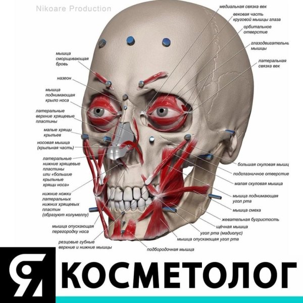 Мышцы головы анатомия латынь