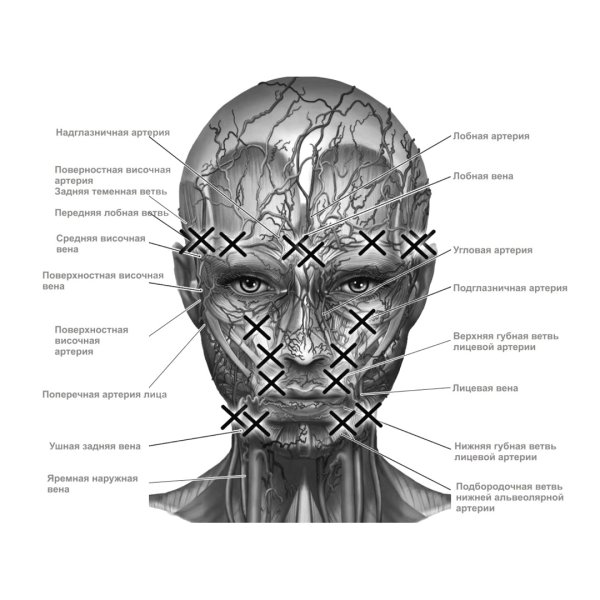 Corrugator supercilii мышца