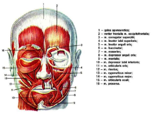 Мимические мышцы лица анатомия