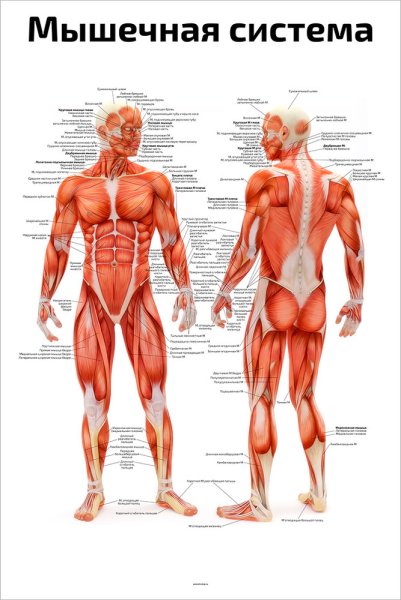 Мышечная система человека анатомический плакат