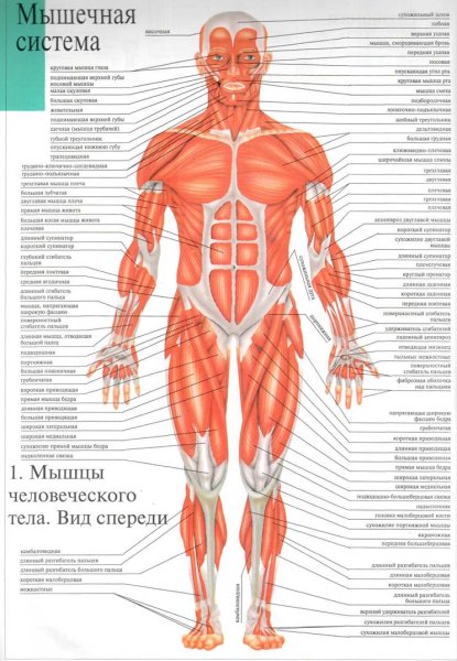 Плакат мышцы человека