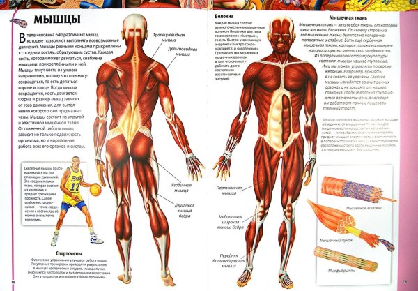 Атлас анатомия человека мышечная система