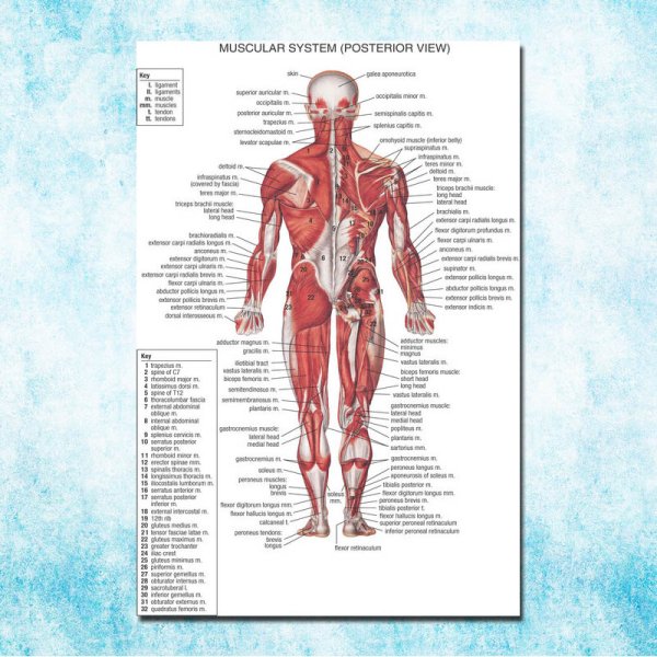 Нервная система человека плакат анатомия
