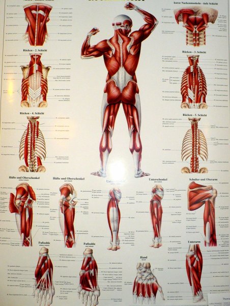 Атлас анатомия человека мышечная система