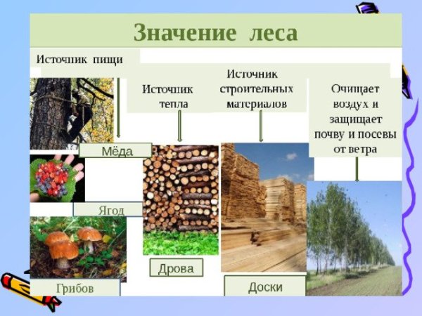 Значение растений для человека