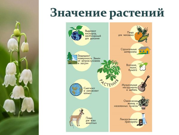 Роль растений в природе