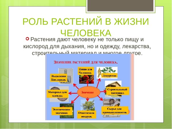 Значение растений в природе