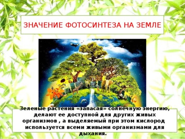 Значение леса