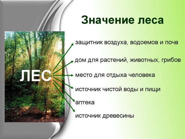 Растения для экономики