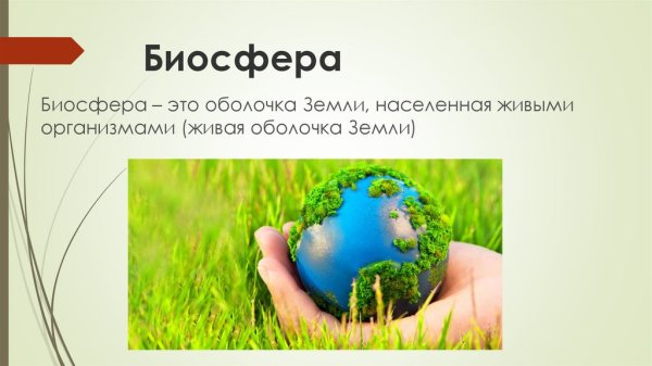 Биосфера определение