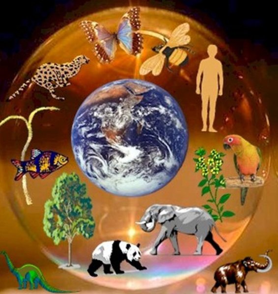 Биологическое разнообразие