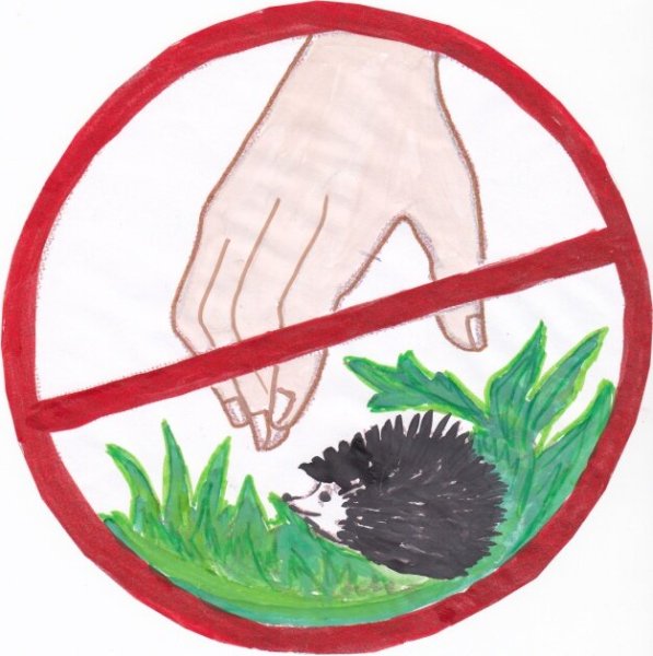 Плакат береги животных