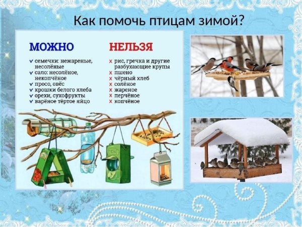 Помогите птицам зимой
