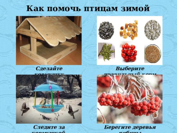 Помощь птицам зимой