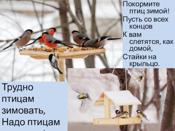 Трудно птицам зимовать надо птицам помогать