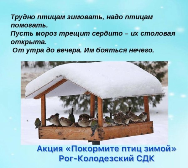 Как помочь птицам