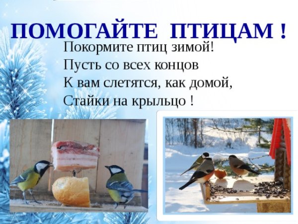 Как помочь животным в зимнее время