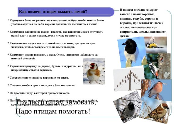 Покормите птиц зимой