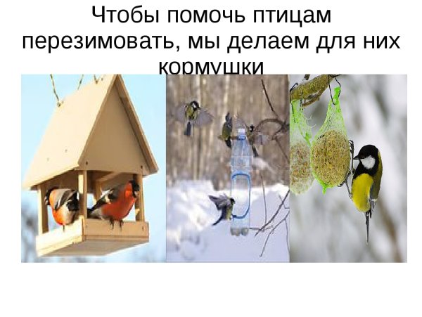 Плакат птицы зимой