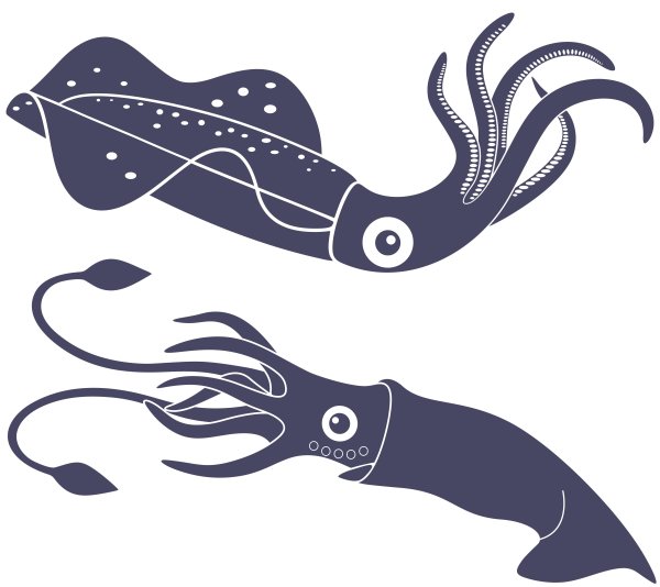 Силуэт кальмара