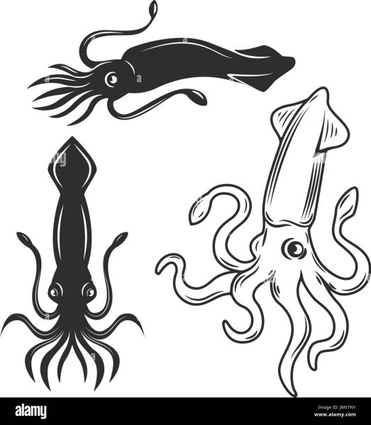 Векторный кальмар