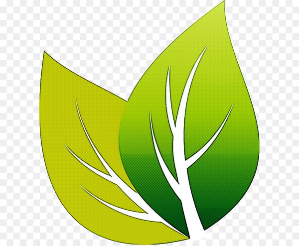 Green Tea Leaf вектор