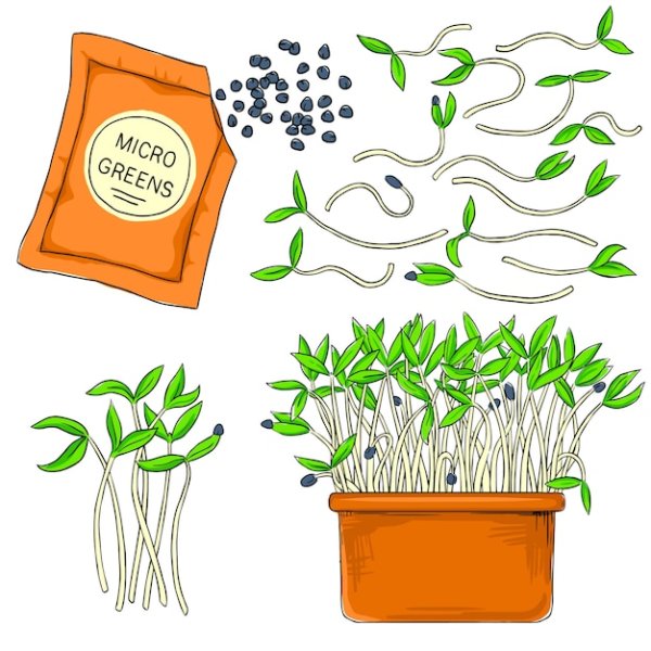 Микрозелень логотип