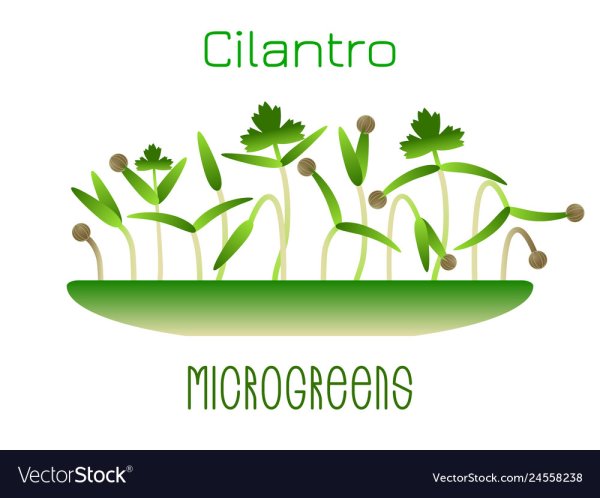 Микрозелень векторное изображение
