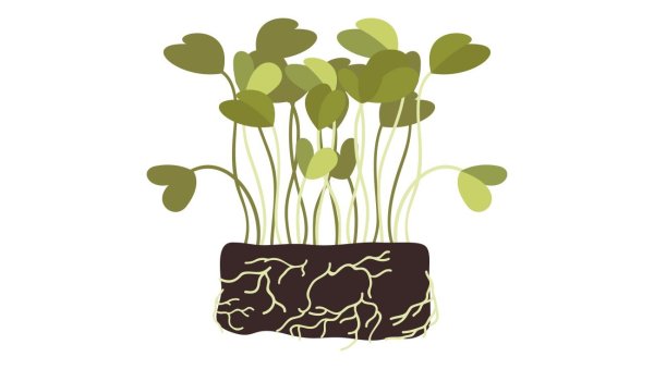 Микрозелень вектор