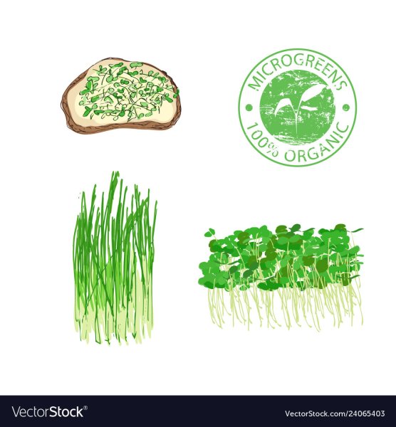 Микрозелень Векторная Графика