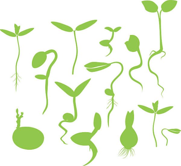 Росток силуэт