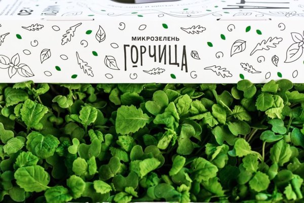 Горчица Аригато микрозелень