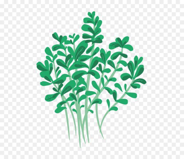 Этикетки для микрозелени