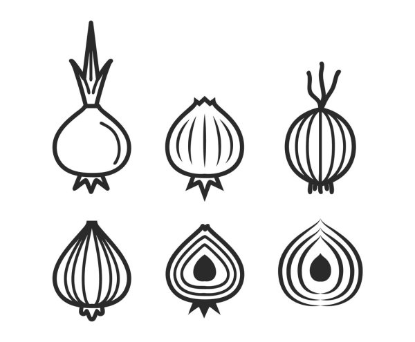 Лук репчатый вектор