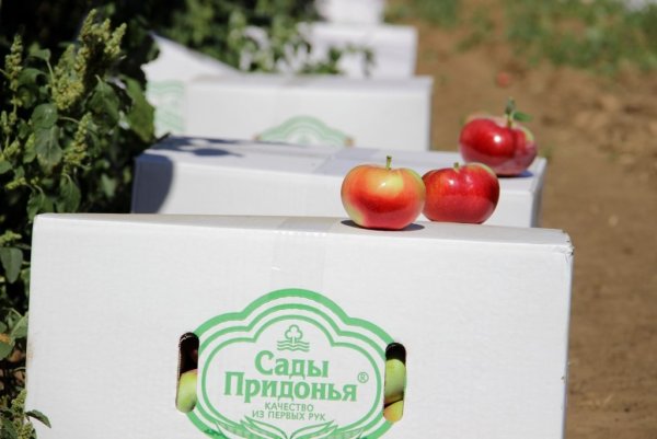 Сады Придонья Волгоград логотип